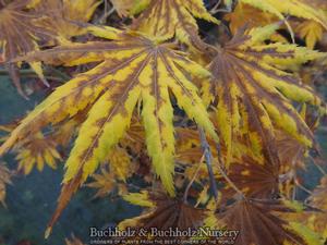 JOHIN FULL MOON UPRIGHT JAPANESE MAPLE