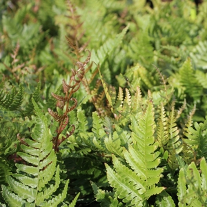AUTUMN FERN