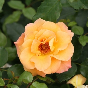 SUNORITA® SHRUB ROSE