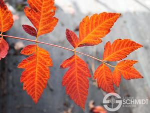 SUMMERBURST® GOLDEN RAINTREE