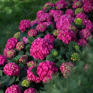 ENDLESS SUMMER® SUMMER CRUSH® HYDRANGEA
