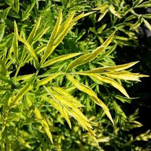 GOLDEN TOWER™ ELDERBERRY