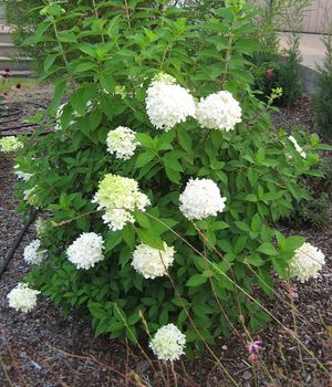 LIMELIGHT HYDRANGEA