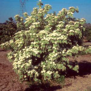SAMARITAN® KOUSA DOGWOOD