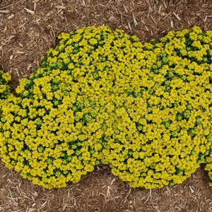 LITTLE MISS SUNSHINE SEDUM