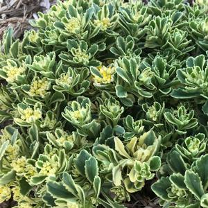 ROCK 'N GROW® BOOGIE WOOGIE SEDUM