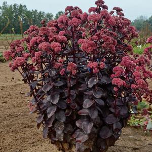 NIGHT EMBERS SEDUM