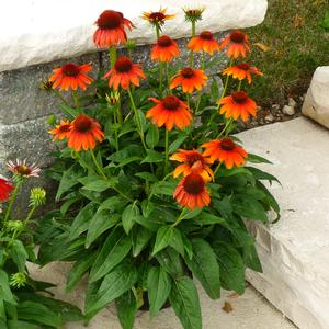 SOMBRERO® FLAMENCO ORANGE CONEFLOWER