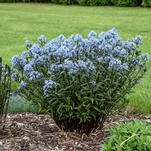 STORM CLOUD BLUE STAR