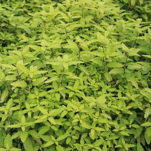 SUNSHINE BLUE® BLUEBEARD