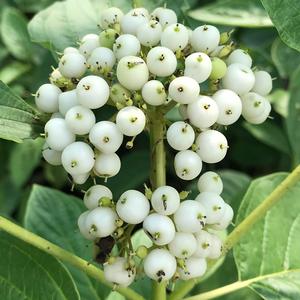 ARCTIC FIRE® YELLOW TWIG DOGWOOD