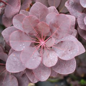 ROYAL PURPLE SMOKETREE