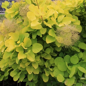 GOLDEN SPIRIT SMOKETREE