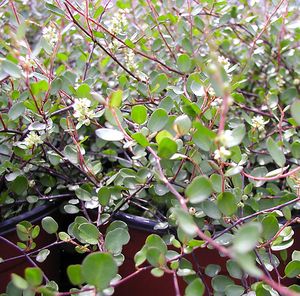 PEARLY WIRE VINE