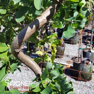 TWISTY BABY™ BLACK LOCUST