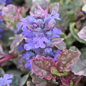 BURGUNDY GLOW AJUGA