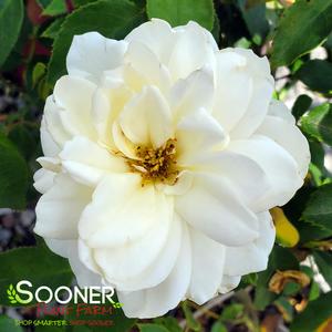 EASY ELEGANCE® CHAMPAGNE WISHES ROSE