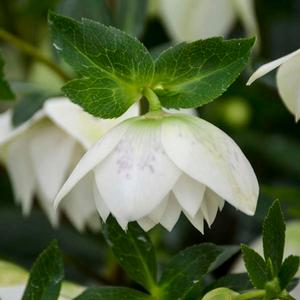 WEDDING PARTY® CONFETTI CAKE LENTEN ROSE