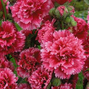 FIESTA TIME HOLLYHOCK