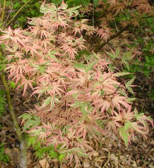 BUTTERFLY UPRIGHT JAPANESE MAPLE