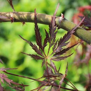 CRIMSON QUEEN WEEPING JAPANESE MAPLE