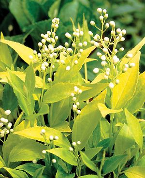 CHARDONNAY PEARLS® DEUTZIA