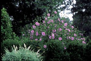 LAVENDER CHIFFON® ALTHEA