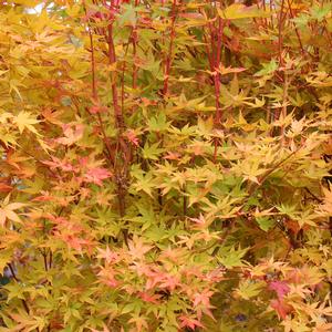 CORAL BARK UPRIGHT JAPANESE MAPLE