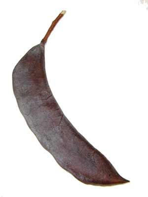 KENTUCKY COFFEETREE