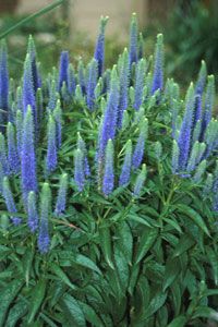 ROYAL CANDLES SPEEDWELL