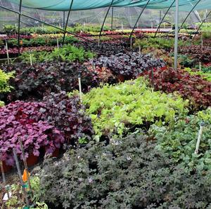 GREEN SPICE CORAL BELLS