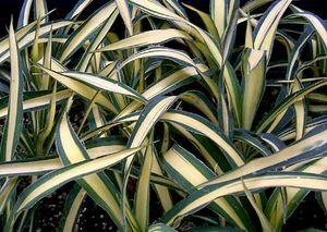 COLOR GUARD YUCCA