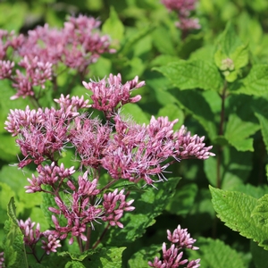 LITTLE JOE JOE PYE WEED