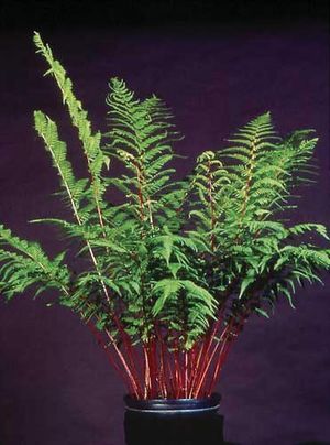 LADY IN RED FERN