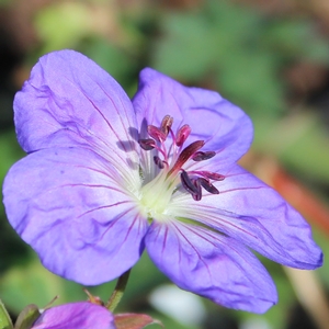 ROZANNE CRANESBILL GERANIUM