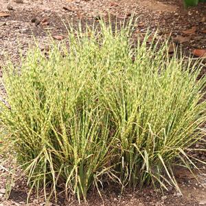 GOLD BAR MAIDEN GRASS