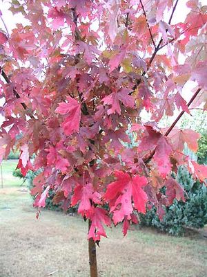 AUTUMN BLAZE® MAPLE