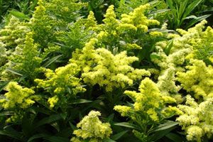 LITTLE LEMON GOLDENROD