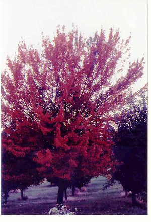AUTUMN FLAME MAPLE