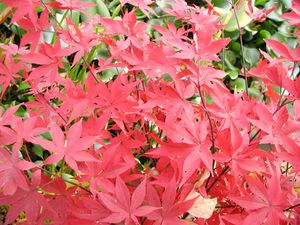 BLOODGOOD UPRIGHT JAPANESE MAPLE