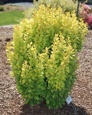 GOLDEN BARBERRY