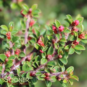 TOM THUMB COTONEASTER