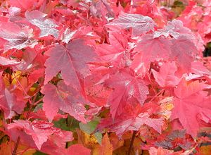 BRANDYWINE MAPLE