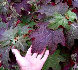 ALICE OAKLEAF HYDRANGEA