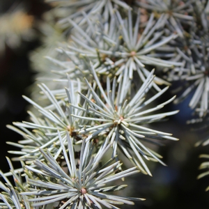 BLUE ATLAS CEDAR