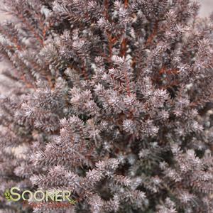 RED STAR ATLANTIC WHITE CEDAR