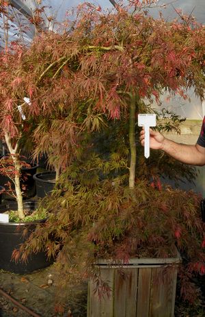 TAMUKEYAMA WEEPING JAPANESE MAPLE