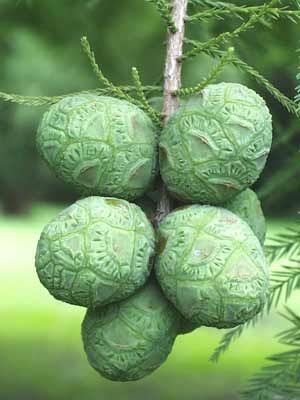 BALD CYPRESS