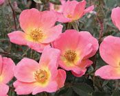 RAINBOW KNOCK OUT® ROSE