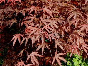 MOONFIRE UPRIGHT JAPANESE MAPLE